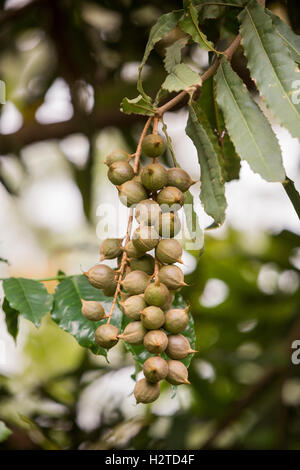 Macadamianüsse sind reif für die Ernte in Kirinyaga County, Kenia. Stockfoto