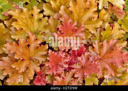 Laub von Heuchera Stockfoto