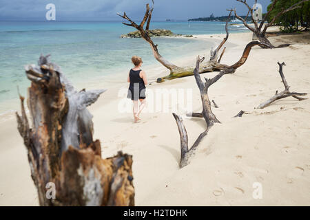 Barbados Almond Beach drift Holz Großbäume Rinde littering hübsche Sandbilder Wahrzeichen Travel Reisen Reisende tourist Stockfoto