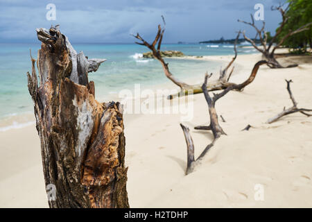 Barbados Almond Beach drift Holz Großbäume Rinde littering hübsche Sandbilder Wahrzeichen Travel Reisen Reisende tourist Stockfoto