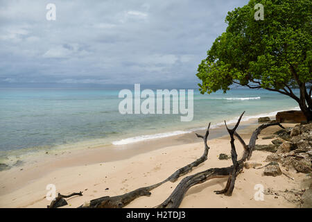 Barbados Almond Beach drift Holz Großbäume Rinde littering hübsche Sandbilder Wahrzeichen Travel Reisen Reisende tourist Stockfoto