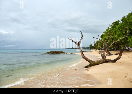 Barbados Almond Beach drift Holz Großbäume Rinde littering hübsche Sandbilder Wahrzeichen Travel Reisen Reisende tourist Stockfoto