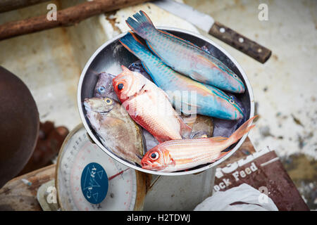 Barbados Fischer Boot Fischen kleine Verschrottung lokale Händler Mann Ruderboot Arbeiter Arbeiter Fisch gefangen Armen heruntergekommenen r Stockfoto