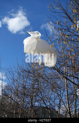 Weiße Plastiktüte gefangen in Äste eines Baumes Stockfoto