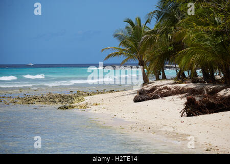 Barbados Hastings Bay Strand goldenen Sandstrand Palm Bäume Küstenmeeres hübsche Landschaft Exemplar blauen Himmel sonnig Stockfoto