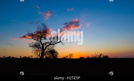 Farbenprächtigen Sonnenuntergang im afrikanischen Busch. Akazie Bäume Silhouette im Gegenlicht. Krüger-Nationalpark, berühmt Reiseziel in So Stockfoto