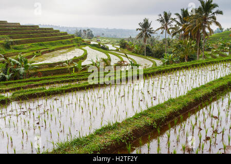 Jatiluwih Reis-Terrassen. Bali. Indonesien, Asien. Stockfoto