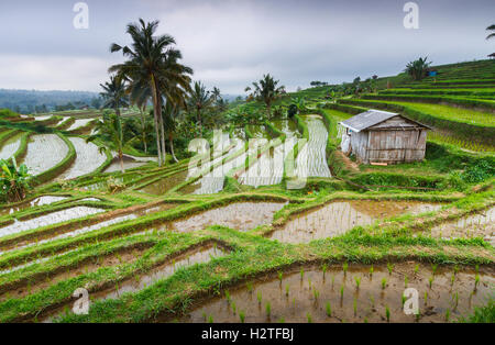 Jatiluwih Reis-Terrassen. Bali. Indonesien, Asien. Stockfoto