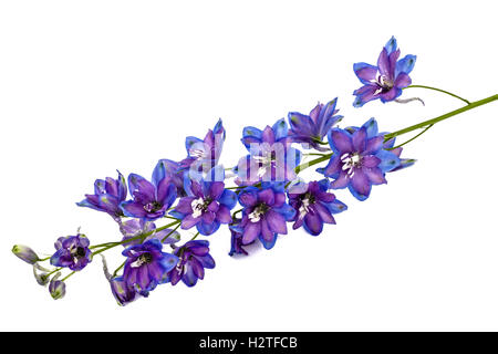 Blume des Delphinium (Rittersporn), isoliert auf weißem Hintergrund Stockfoto