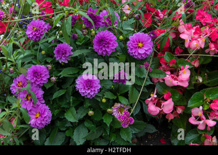 Mix von Dahlien und Begonien Blumen, Closeup, mittelalterlichen historischen Dorf von Yvoire, Haute-Savoie, Frankreich Stockfoto