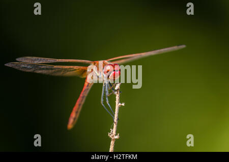 Eine männliche rot-veined Darter in Portugal Stockfoto