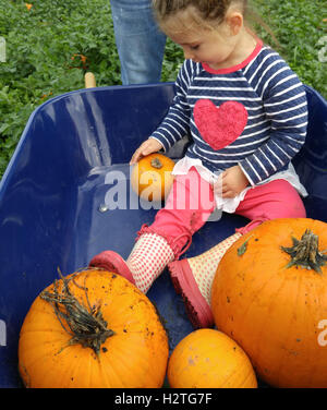 Kleines Mädchen in Schubkarre von Kürbissen. Stockfoto