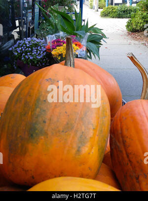 Kürbisse zum Verkauf im Herbst Markt. Stockfoto