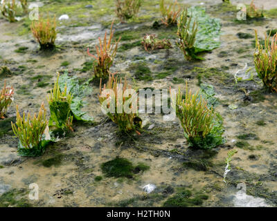 gemeinsamen Queller (Salicornia Europaea), Wadden Sea Schiermonnikoog Island Provinz Friesland, Niederlande, UNESCO-Weltkulturerbe Stockfoto