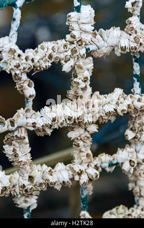 Seepocken sterben den Draht eine Hummerfalle in Islesford, Maine. Stockfoto
