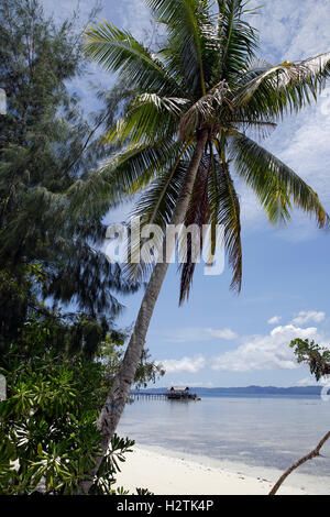 Raja Ampat Dive Lodge Steg, mit Palme im Vordergrund. Mansua, Raja Ampat, Indonesien Stockfoto