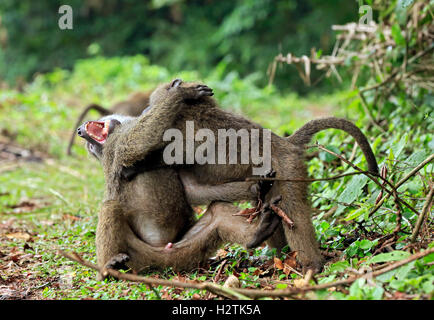 Juvenile Olive Paviane (Papio Anubis) kämpfen. Bigodi schwammen, Uganda Stockfoto