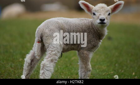 Lamm im Feld Stockfoto