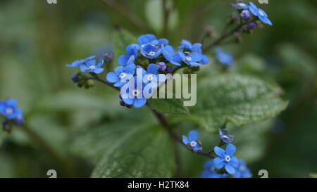 Blaue Blume in Cotswold Stockfoto