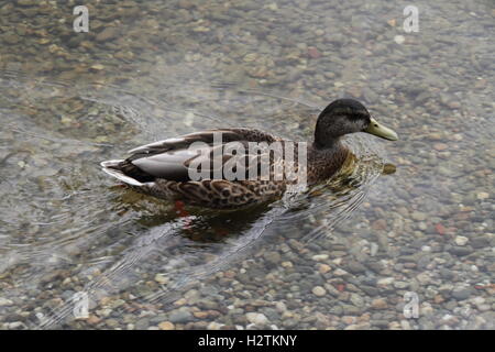 Schwimmen im Luss Stockente Stockfoto