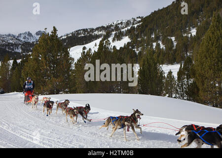 Pirena. Schlittenhunderennen in den Pyrenäen, Spanien, Andorra und Frankreich durchlaufen. Grandvalira. Andorra Stockfoto