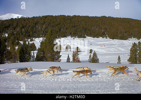 Pirena. Schlittenhunderennen in den Pyrenäen, Spanien, Andorra und Frankreich durchlaufen. Grandvalira. Andorra Stockfoto