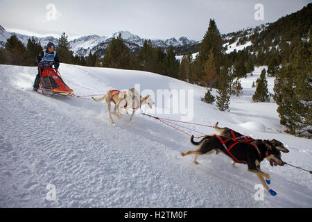 Pirena. Schlittenhunderennen in den Pyrenäen, Spanien, Andorra und Frankreich durchlaufen. Grandvalira. Andorra Stockfoto