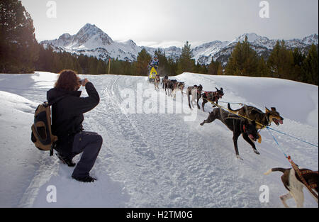 Pirena. Schlittenhunderennen in den Pyrenäen, Spanien, Andorra und Frankreich durchlaufen. Grandvalira. Andorra Stockfoto