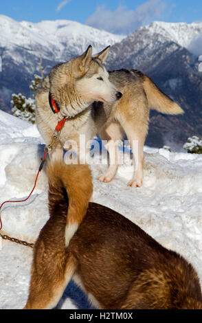 Pirena. Schlittenhunderennen in den Pyrenäen, Spanien, Andorra und Frankreich durchlaufen. Grandvalira. Andorra Stockfoto