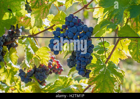Reife rote Trauben im Weinberg an einem sonnigen Tag Stockfoto