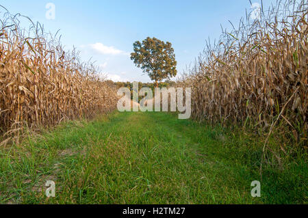 Ländlichen Pfad zwischen zwei Maisfelder und einsamer Baum in der Ferne Stockfoto