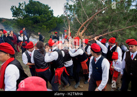 Kiefer-Festival, Centelles, Barcelona Provinz, Katalonien, Spanien Stockfoto