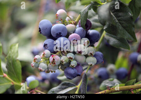 Heidelbeer-Busch mit Reifen und nicht-reife Beeren, lecker, gesund, Antioxidationsmittel, Gehirn-Beeren, Bio, blau, Blätter, Zweige Stockfoto