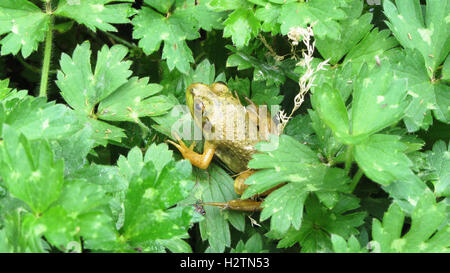 Kleinen grünen Laubfrosch auf üppig grüne Laub auf einem Golfplatz in Oregon Stockfoto