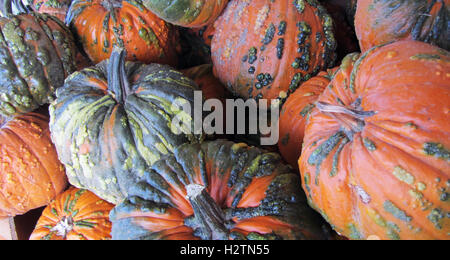 Kürbisse, Orange, schwarz, grün, Warzen, Kürbisse, Halloween, Kürbis, Herbst, Herbst, festlich, Danksagung, pie, einzigartige, schnitzen, Samen Stockfoto