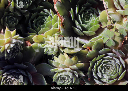 Saftige Gruppe von Pflanzen, stachelig, scharf, Steingarten, Spikes, Kakteen, Kaktus, trocken, Stockfoto