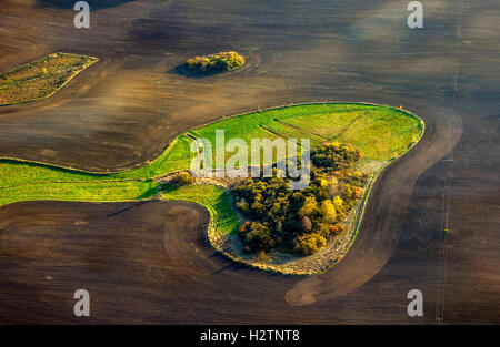 Luftbild, Felder, Hektar mit geschlossenen Wiese in Form von einem Hundekopf Snoopy, Hohenzieritz, Mecklenburg Tiefland Stockfoto