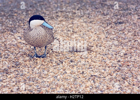 Puna Krickente (Anas Puna) blauen Schnabel Ente Enten in London Wetland Centre in Barnes. Stockfoto