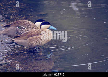 Puna Krickente (Anas Puna) blauen Schnabel Ente Enten in London Wetland Centre in Barnes. Stockfoto