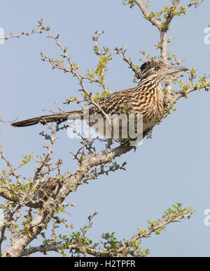 Größere Roadrunner, Geococcyx Californianus, hocken in einem Gebüsch in der Nähe von Falcon dam, Texas Stockfoto