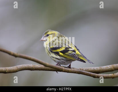 Erlenzeisig, Zuchtjahr Spinus, auf einem Ast im winter Stockfoto