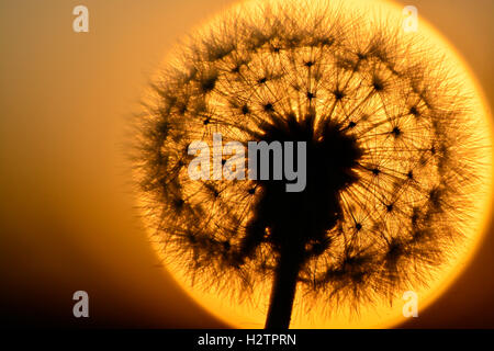 Detail der Löwenzahn Unkraut Samen im Sonnenlicht Stockfoto