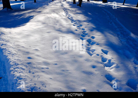 Fußspuren im Schnee mit Bäumen und Bänken Stockfoto