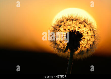 Detail der Löwenzahn Unkraut Samen im Sonnenlicht Stockfoto