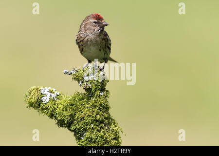 Wilde Frauen weniger Redpoll (Acanthis Cabaret) thront auf Flechten & Moos bedeckten Ast. Grünen Hintergrund. In Schottland getroffen, Stockfoto