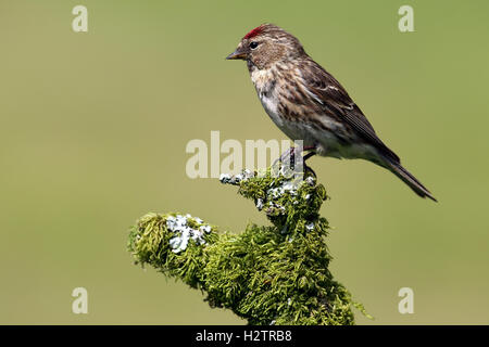 Wilde Frauen weniger Redpoll (Acanthis Cabaret) thront auf Flechten & Moos bedeckten Ast. Grünen Hintergrund. In Schottland getroffen, Stockfoto