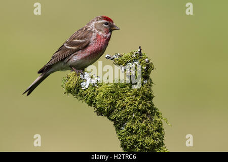 Wilde Männer weniger Redpoll (Acanthis Cabaret) thront auf Flechten & Moos bedeckten Ast. Grünen Hintergrund. Aufnahme in Schottland Stockfoto