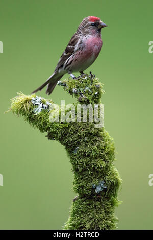 Wilde Männer weniger Redpoll (Acanthis Cabaret) thront auf Flechten & Moos bedeckten Ast. Grünen Hintergrund. Aufnahme in Schottland Stockfoto