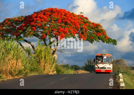 Royal Poinciana Bäume (Englisch) extravaganten Real (Spanisch) in Cap Malheureux, Riviere Du Rempart, Mauritius. Stockfoto