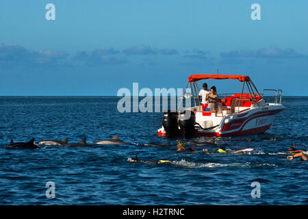 Touristen, Schnorcheln und Schwimmen mit Delfinen in der Baie De La Grande Rivière Noire, La Preneuse, Black River, Mauritius. Stockfoto